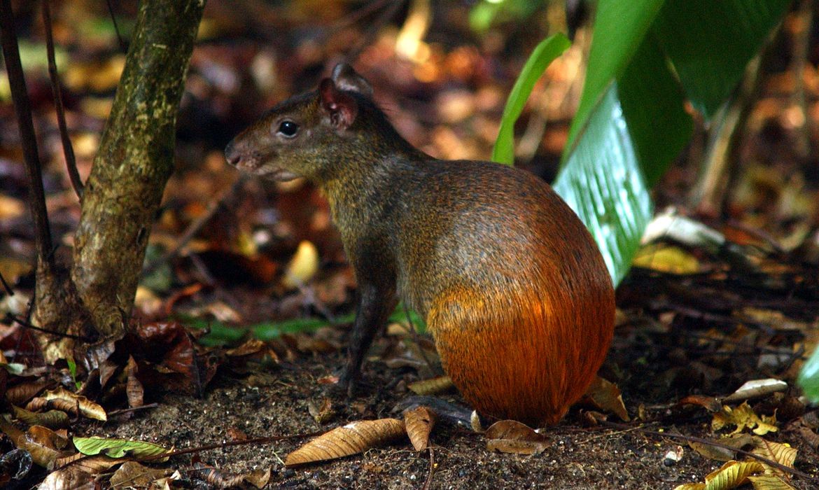 Projeto catalogará diversidade da vida no território brasileiro