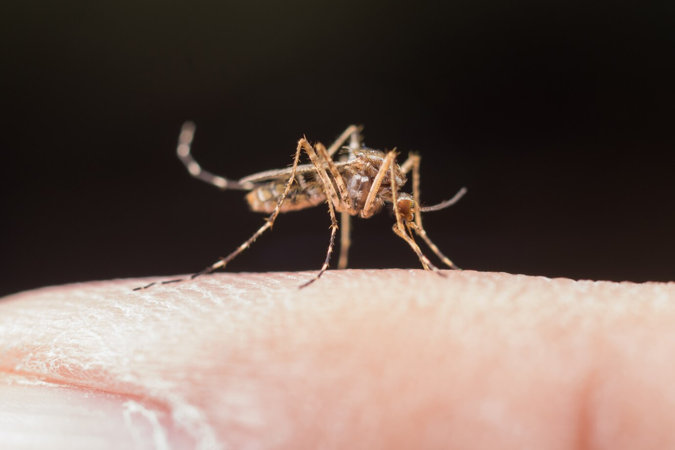 Quase 4 bilhões de pessoas correm risco de infecção pelo Aedes