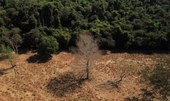 Recursos do Fundo Amazônia estão novamente liberados