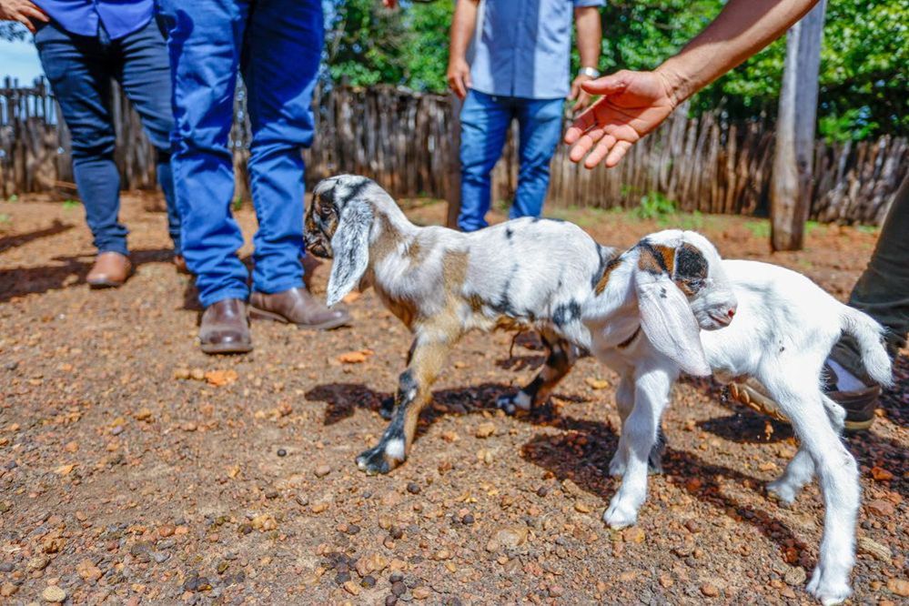 Sada comemora o nascimento dos primeiros caprinos do programa Piauí + Genética