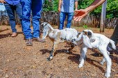 Sada comemora o nascimento dos primeiros caprinos do programa Piauí + Genética