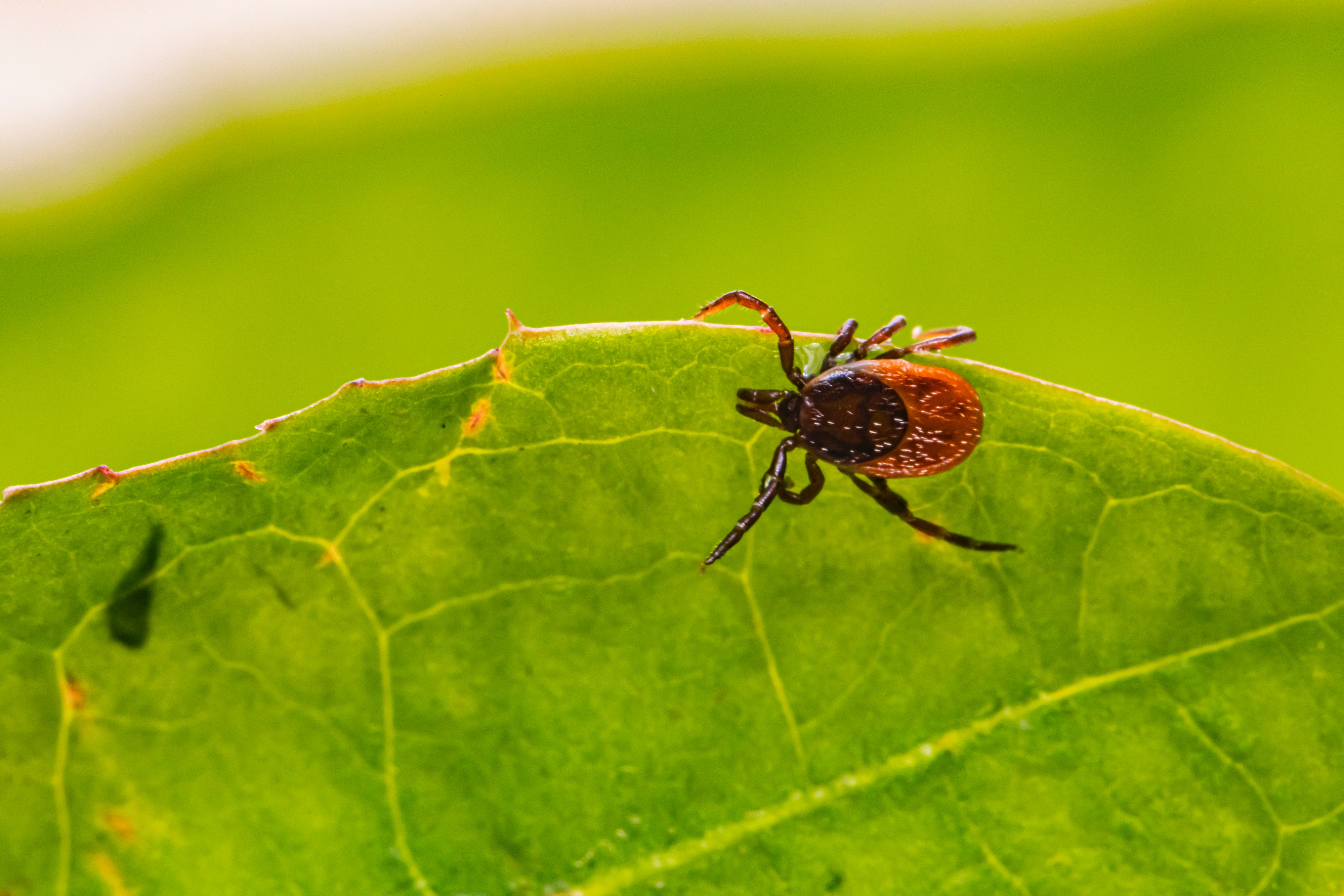 Saiba como evitar contato com carrapato da febre maculosa