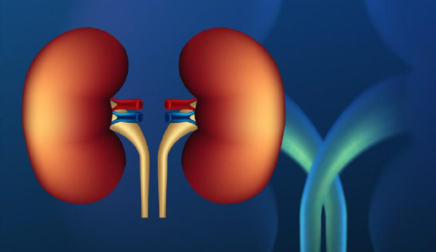 Saiba o que é e como prevenir doença renal crônica