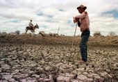 #SalveJegue: Campanha pede fim do abate de jumentos no Brasil