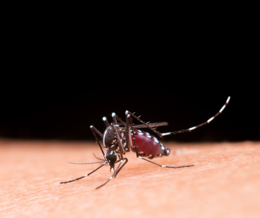 Saúde lança campanha após aumento da dengue, zika e chikungunya