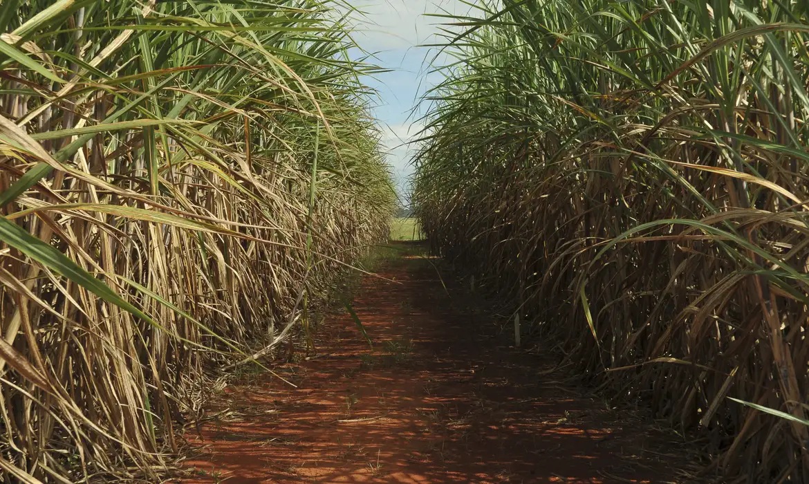 Seca extrema derruba produtividade de cana e usinas antecipam colheita