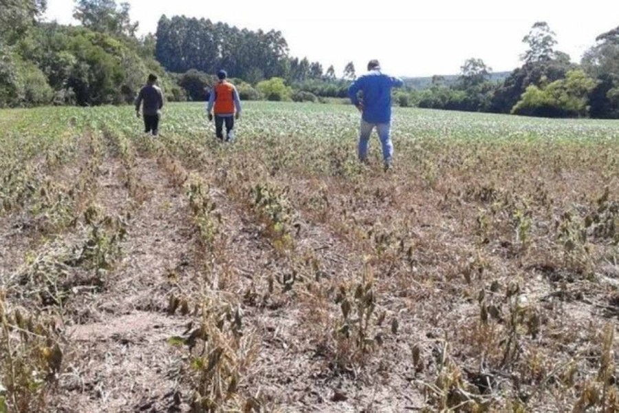 Seca severa afetará ao menos 80% dos brasileiros, diz pesquisa