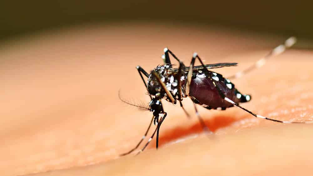 Sesapi - Piauí registra 10 óbitos por dengue em 2022