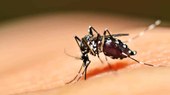 Sesapi - Piauí registra 10 óbitos por dengue em 2022