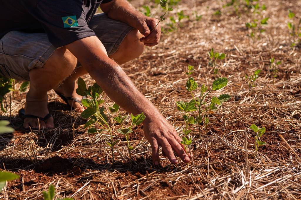 Superexploração do solo ameaça sobrevivência humana e de outras espécies, diz ONU