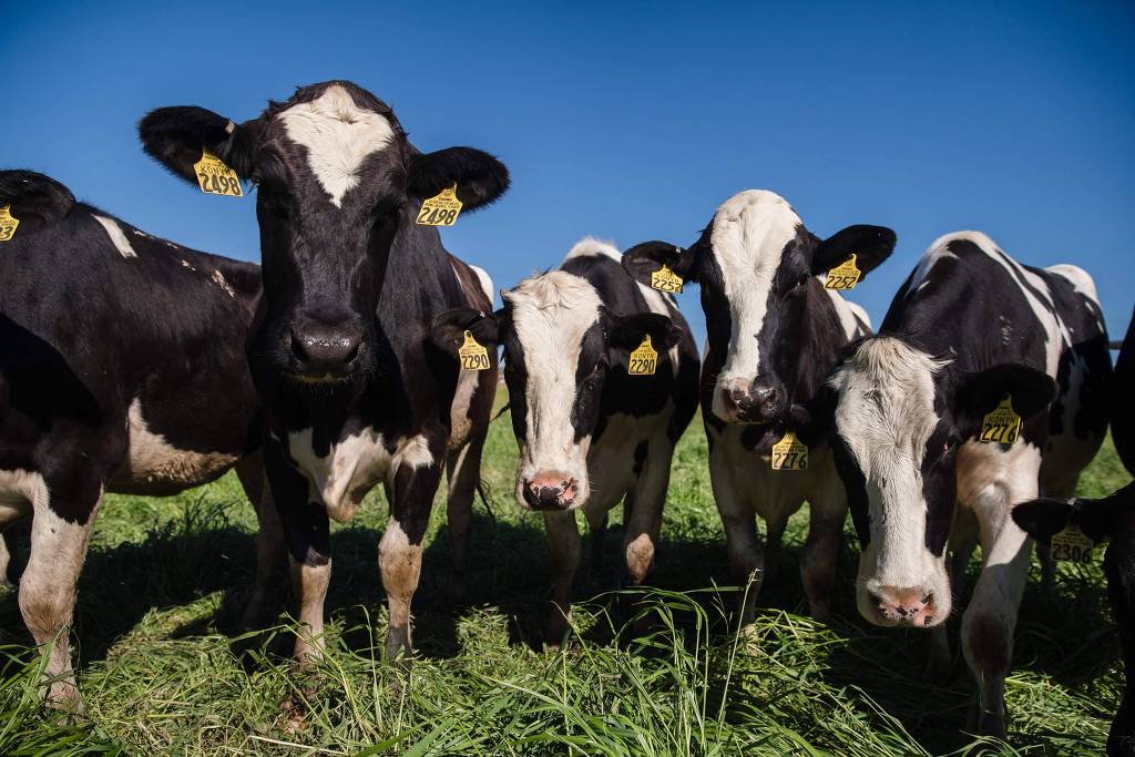 Vaca louca: Governo do Piauí reforça orientações aos produtores