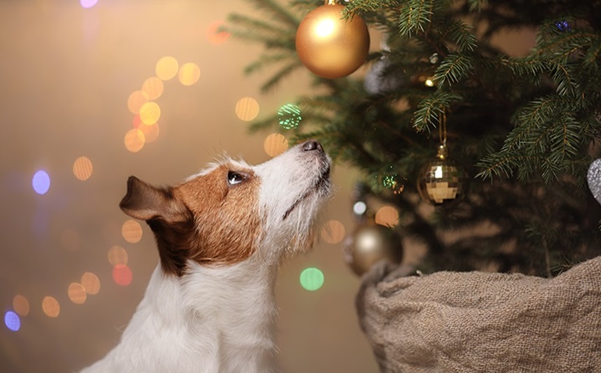 Veja sobre cuidados com os pets em festas de fim de ano