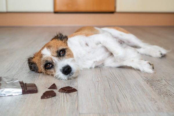 Veterinário explica o que fazer se o pet comer chocolate na Páscoa